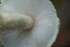lepiota_03_t1_1.jpg