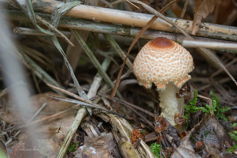 lepiota_04_1.jpg