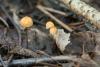 marasmius-siccus_02_t1.jpg