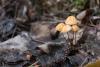 marasmius-siccus_03_t1.jpg