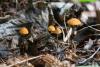 marasmius-siccus_04_t1.jpg