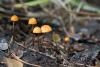 marasmius-siccus_05_t1.jpg
