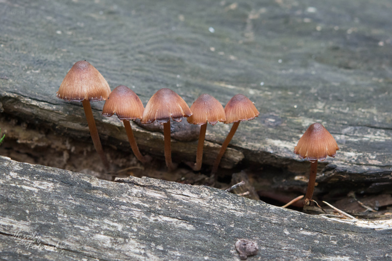 mycena-haematopus_01.jpg