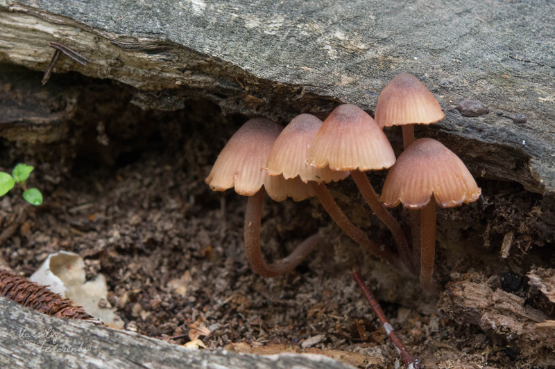 mycena-haematopus_02.jpg