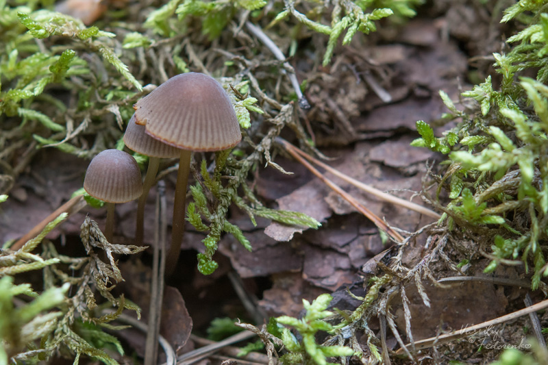 mycena_01.jpg