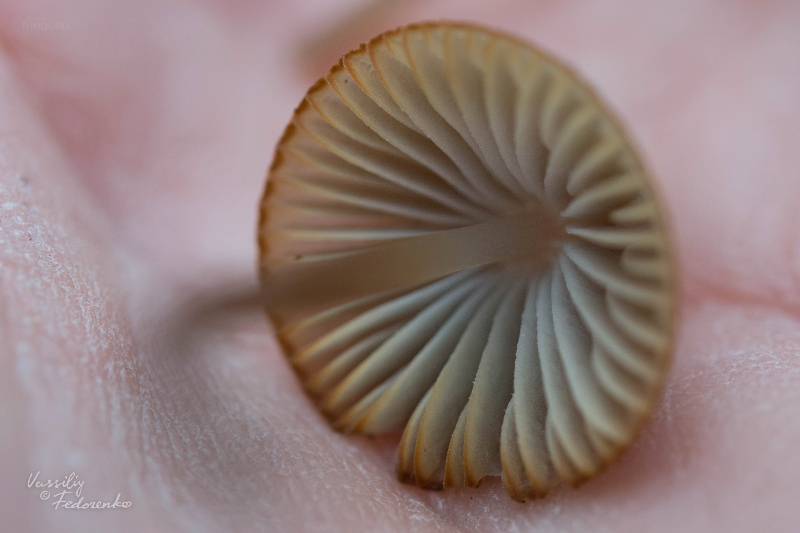 mycena_02.jpg