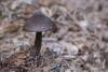 pluteus-umbrosus_01_t1.jpg