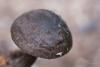 pluteus-umbrosus_02_t1.jpg
