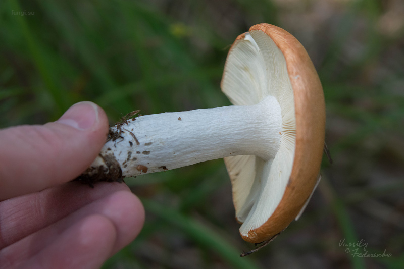 russula-decolorans_02.jpg