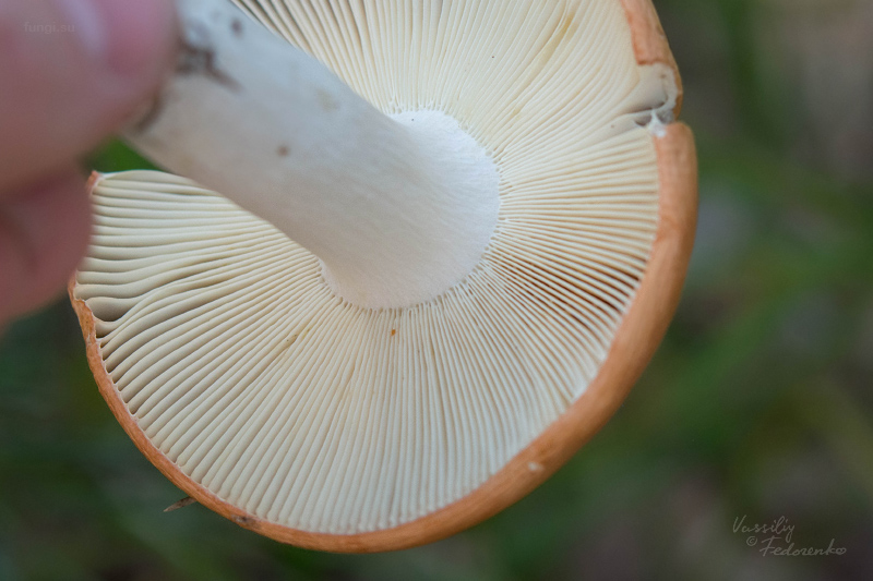 russula-decolorans_03.jpg
