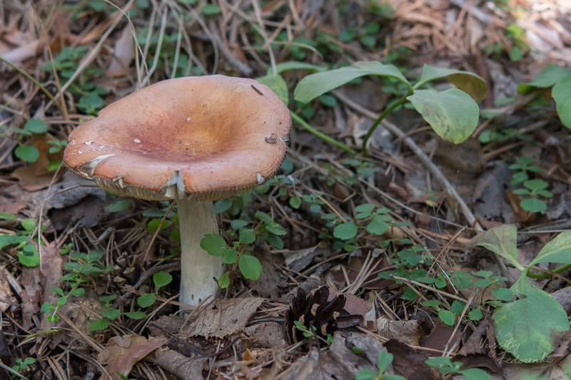 russula-decolorans_07.jpg