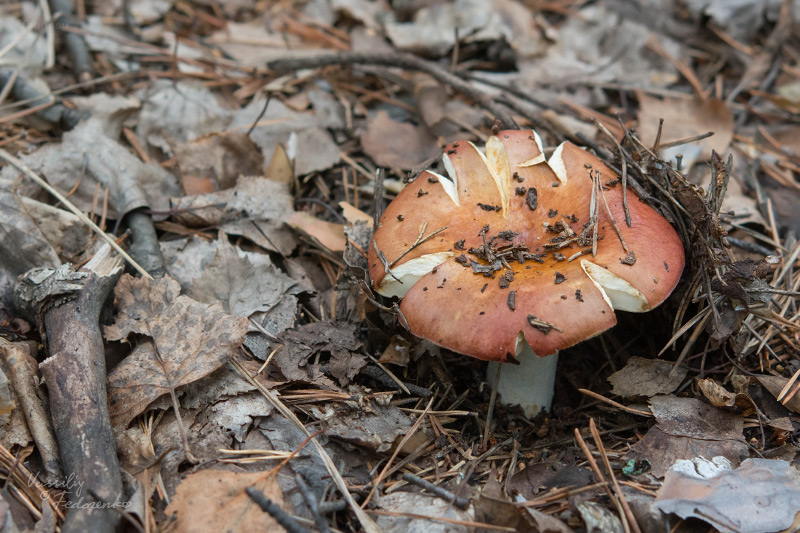 russula_01_2.jpg