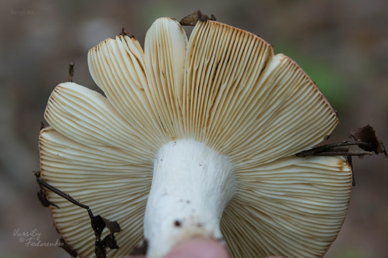 russula_02_1.jpg