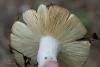 russula_02_t1_1.jpg