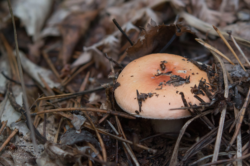 russula_03_2.jpg