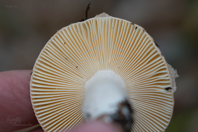 russula_04_2.jpg