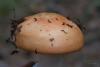 russula_04_t1_1.jpg
