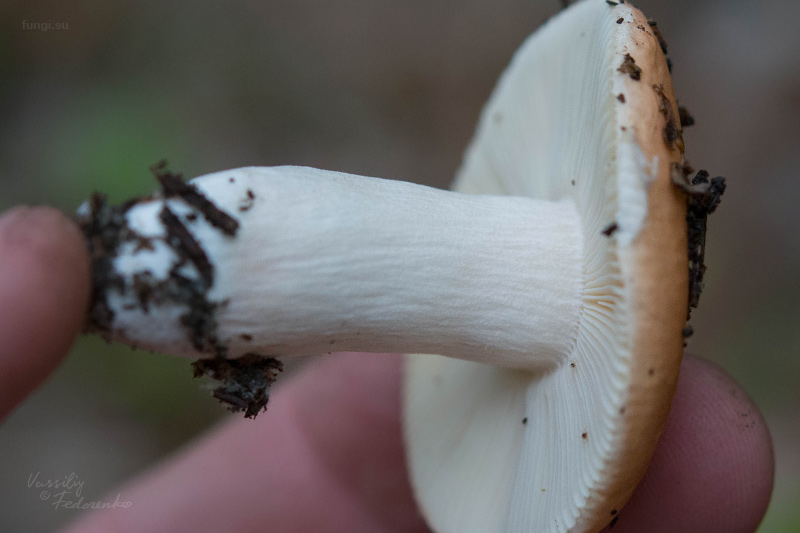 russula_05_2.jpg