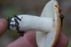 russula_05_t1_2.jpg