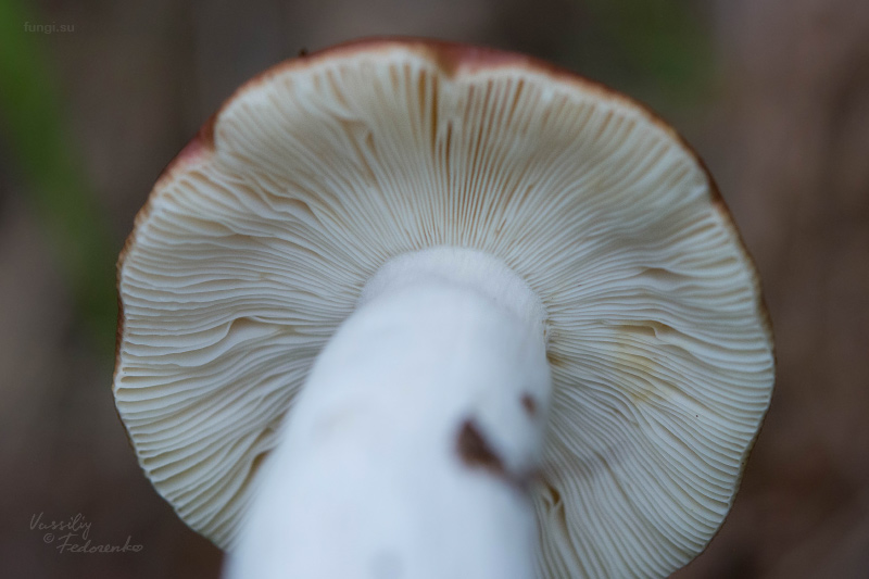 russula_07_2.jpg
