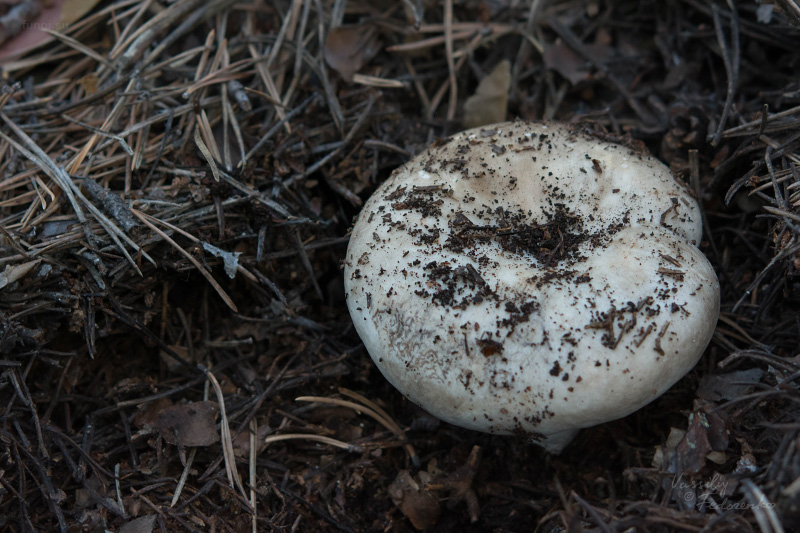 russula_08_1.jpg