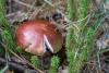russula_09_t1.jpg