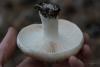 russula_09_t1_1.jpg