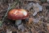 russula_09_t1_2.jpg