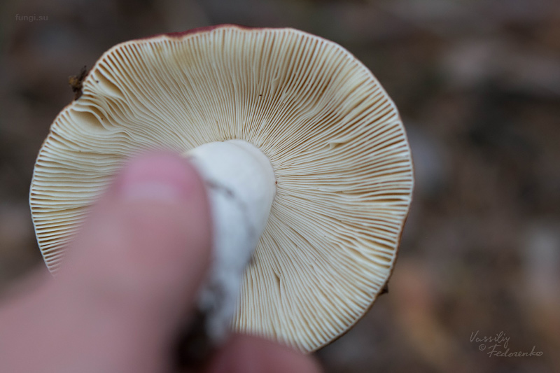 russula_10_1.jpg