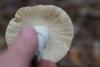 russula_10_t1_1.jpg