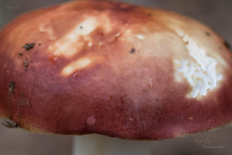russula_11_1.jpg