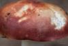 russula_11_t1_1.jpg