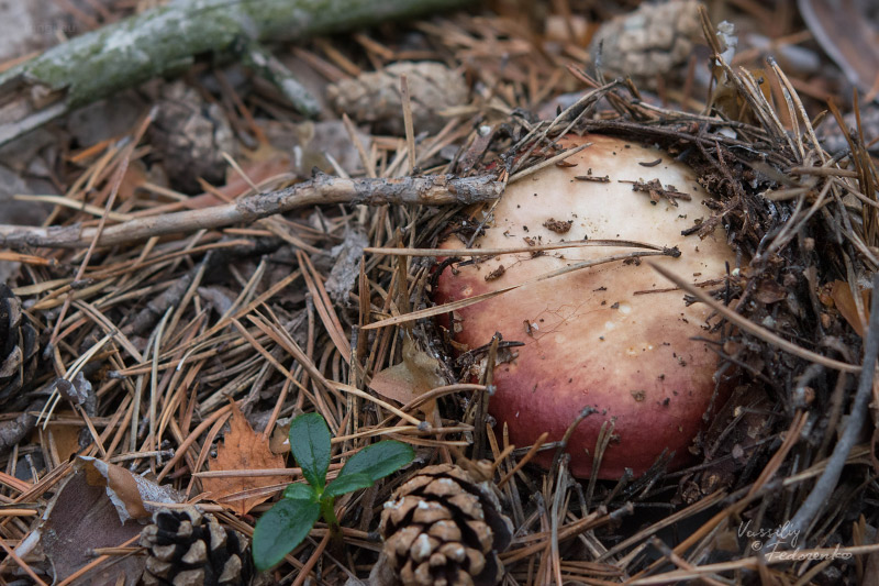 russula_12_1.jpg