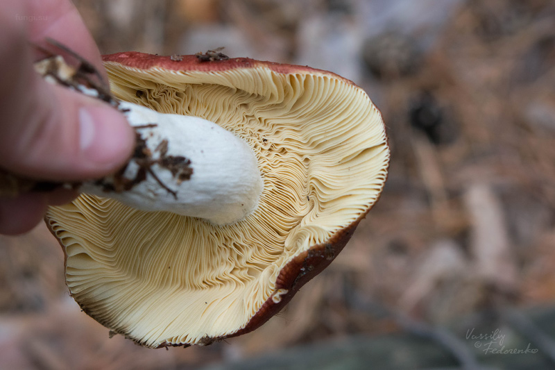 russula_13.jpg