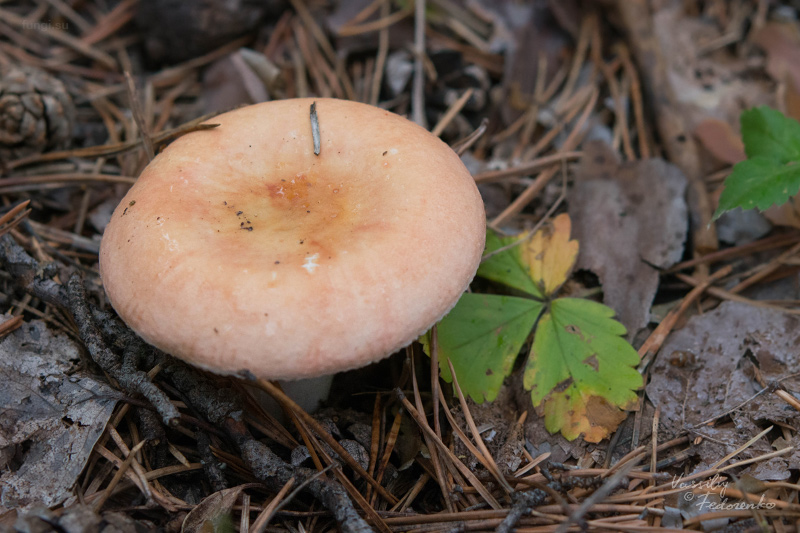 russula_14.jpg