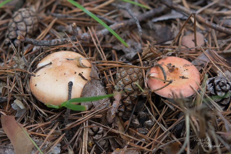 russula_15.jpg