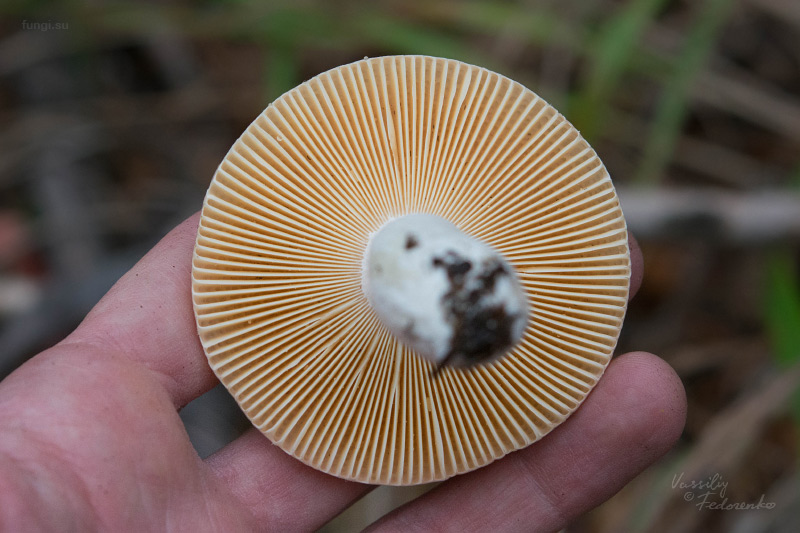 russula_16.jpg