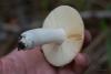 russula_17_t1.jpg