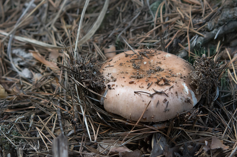 russula_medullata_01.jpg