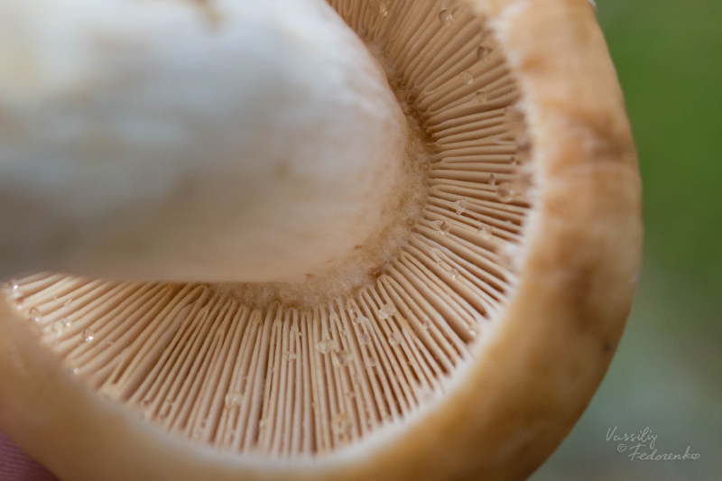 russula_subfoetens_06.jpg