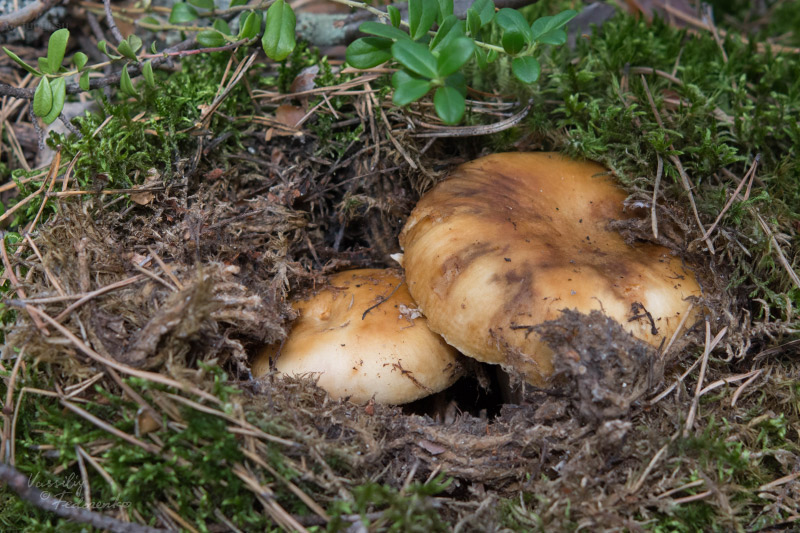 russula_subfoetens_08.jpg