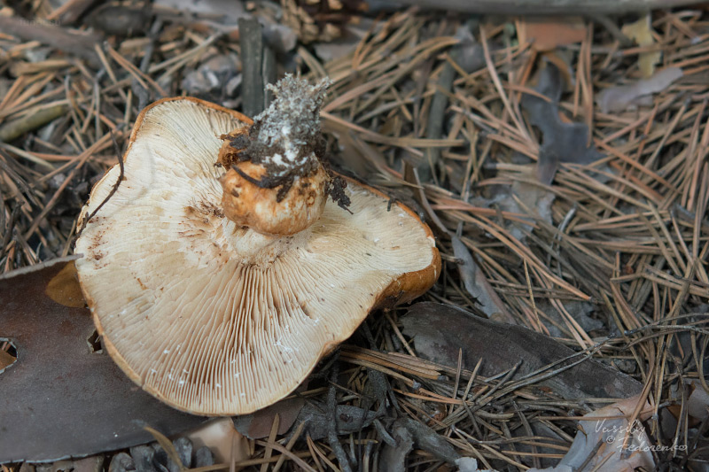 tricholoma-focale_02.jpg