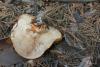 tricholoma-focale_02_t1.jpg