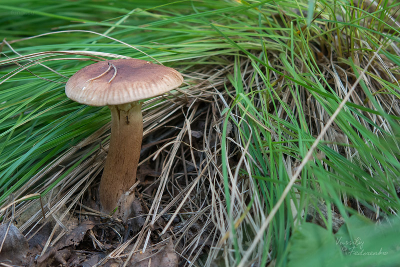 tricholoma-fulvum_01.jpg