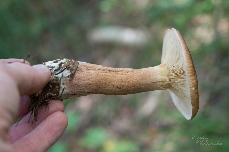 tricholoma-fulvum_02.jpg