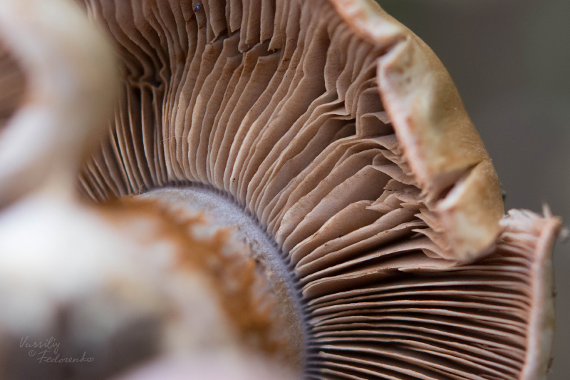 cortinarius_02_5.jpg