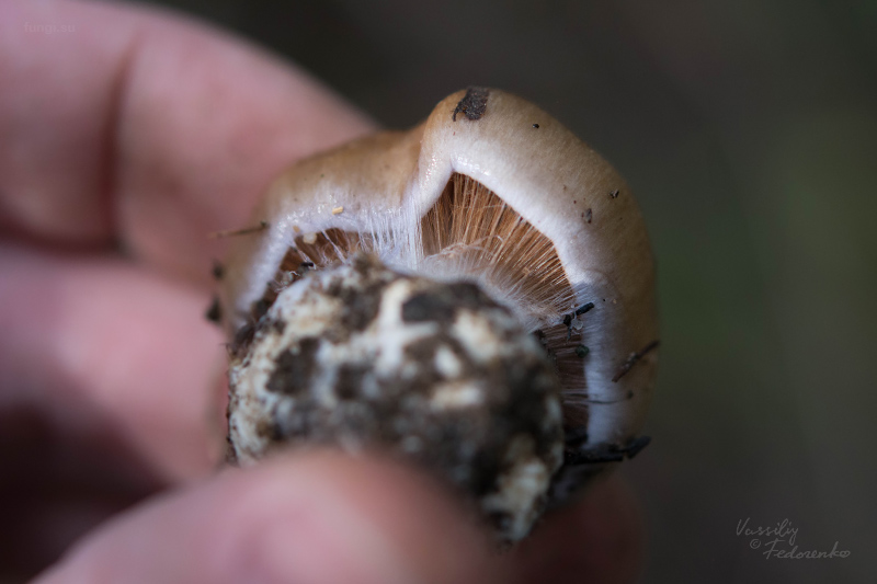 cortinarius_02_8.jpg