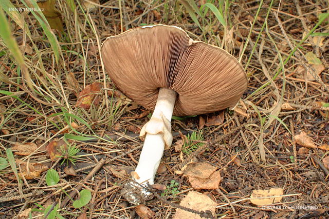 agaricus_silvicola_2ss.jpg