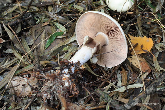agaricus_silvicola_4ss.jpg