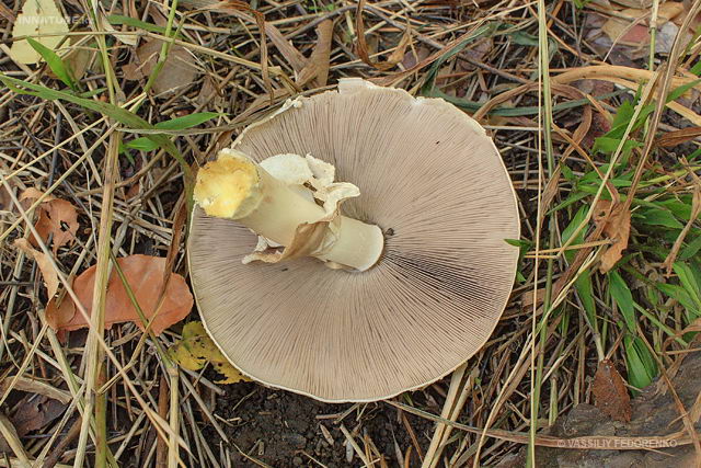 agaricus_xanthodermus_01.jpg